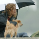 Illustration for article titled Sienna Miller And Pooch Are Moments Away From Singing Always Look On The Bright Side Of Life